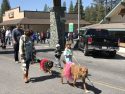 2018 Twain Harte Dog Parade