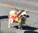 2018 Twain Harte Dog Parade