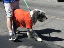2018 Twain Harte Dog Parade
