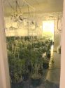 Indoor Grow Busts April 16 2018 CCSO Photo