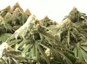 Indoor Grow Busts April 16 2018 CCSO Photo
