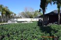 Burson Criminal Marijuana Grow Bust May 3 2018