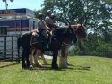 Calaveras County Fair and Jumping Frog Jubilee CHP mounted officers