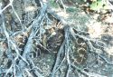 Rattlesnake in brush