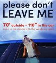 Summer and dogs in vehicles
