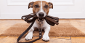 Tuolumne County Animal Control Rabies Clinic Mascot Photo