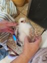 Owlet found in Utica Park in Angels Camp