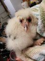 Owlet found in Utica Park in Angels Camp