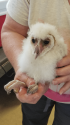 Owlet found in Utica Park in Angels Camp