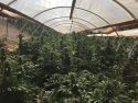 Pot bust on Mason Road in Railroad Flat