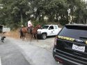 CHP Officers, volunteers on horse back and dogs searching for cow