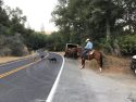 CHP Officers, volunteers on horse back and dogs searching for cow