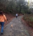 Dog walking along Dragoon Gulch Trail