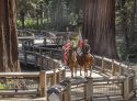 Mariposa Grove Ribbon Cutting