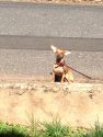 Romeo on leash in Sonora