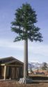 Similar monopine wireless cell tower