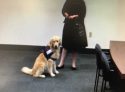 TCDA Court dog Stewart, a two-year-old Golden Retriever