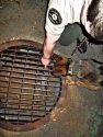 Baby Quail Rescued In Sonora