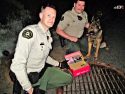Baby Quail Rescued In Sonora
