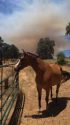 Horse being Evacuated From Fire