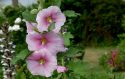 Alcea Hollyhock Flowers