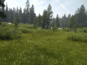 Coyote Meadow Restoration