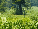 Electric fence used to protect meadow until restoration regrowth is sufficient