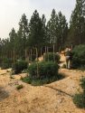 Illegal marijuana grow in Murphys area