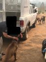 Dogs found at Illegal marijuana grow in Murphys area