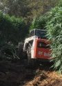 Raided illegal marijuana grow in Calaveras County