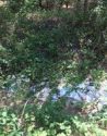 Raided illegal marijuana grow in Calaveras County