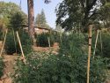 Pot plants found
