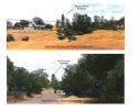 Pine tree camouflaged cell tower proposal