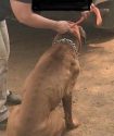 Dogs found at Illegal marijuana grow in Murphys area