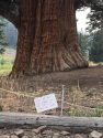 Donnell Fire Resource Advisor note on Bennett Juniper