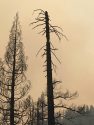 Donnell Fire hazard tree