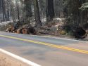Donnell Fire hazard tree cleared along Hwy 108