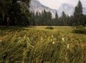 Moderate Smoke Level In Yosemite