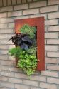 living wall photo from UCCE Master Gardeners of Tuolumne County