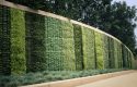 living wall photo from UCCE Master Gardeners of Tuolumne County