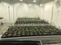 Buildings full of pot plants found in bust