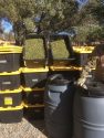 Processed marijuana seized