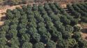 Pot plants found at illegal grow