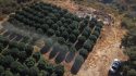 Pot plants found at illegal grow