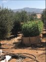 Pot plants found at illegal grow in Olive Tree orchard