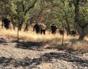 Calaveras County deputies lead arrestee Nicholas Kohring from Highway 26 Valley Springs residence CCSO Photo