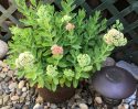 Gorman Garden Sedum