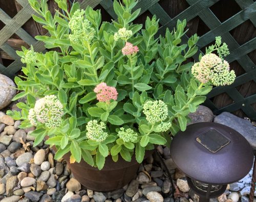 Gorman Garden Sedum