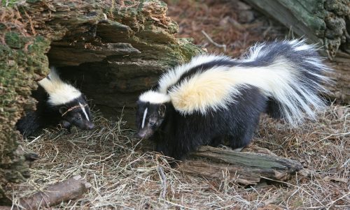 Skunks - Wiki Commons Image