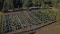 Ealey Road Glencoe Marijuana Grow Radi Oct 17 2018 CCSO Photo